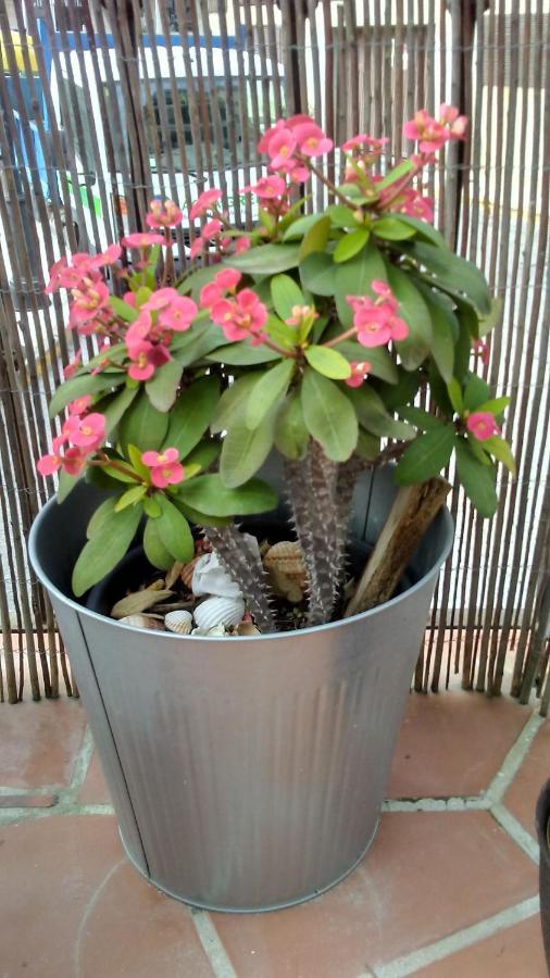 Turistico Florhouse Appartement