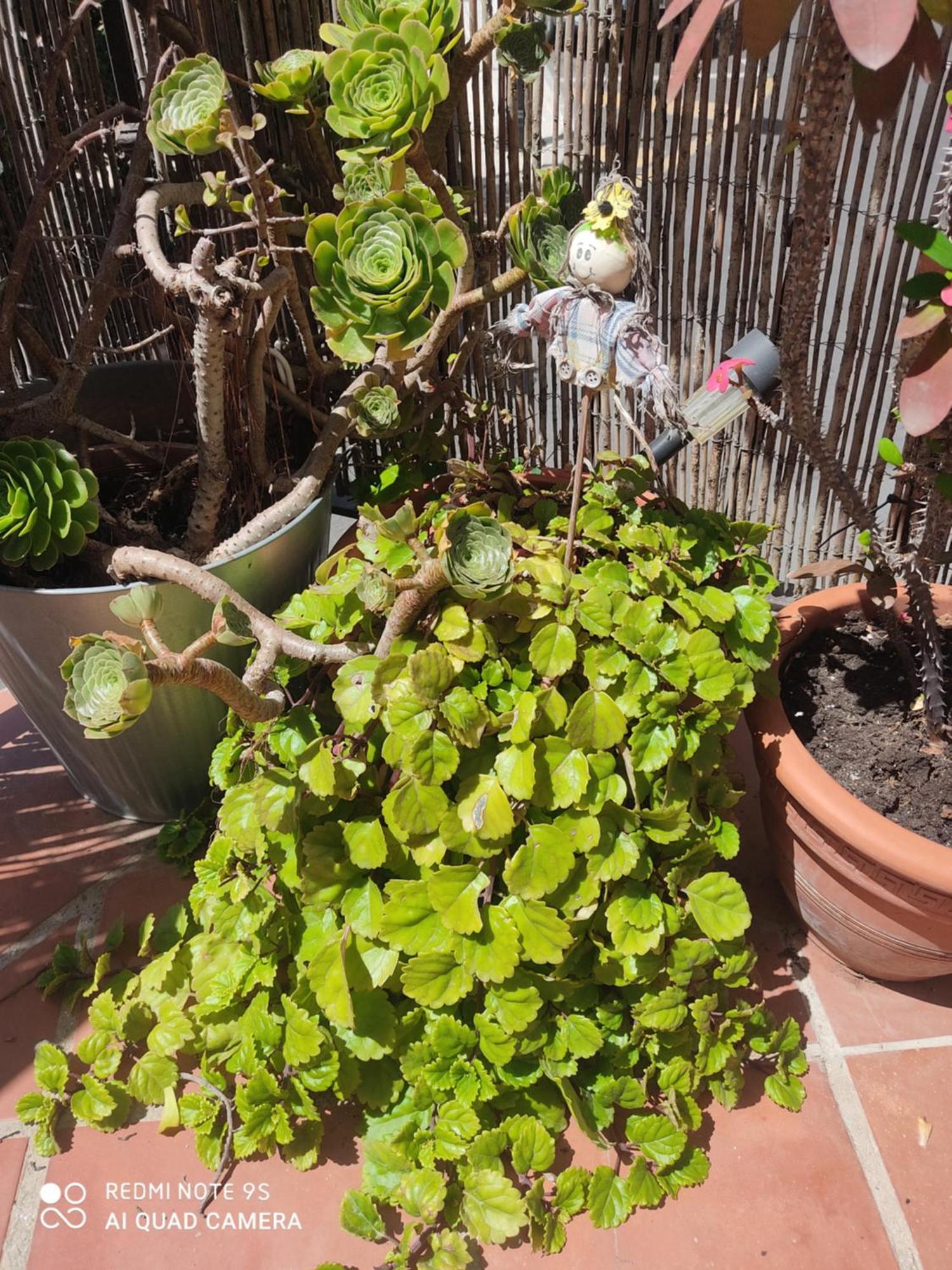 Turistico Florhouse
